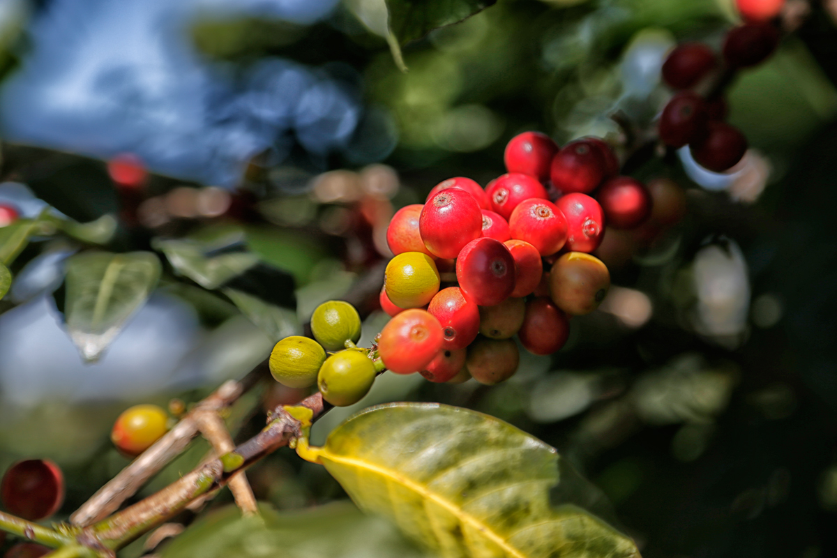 coffee-Uganda | Agriculture