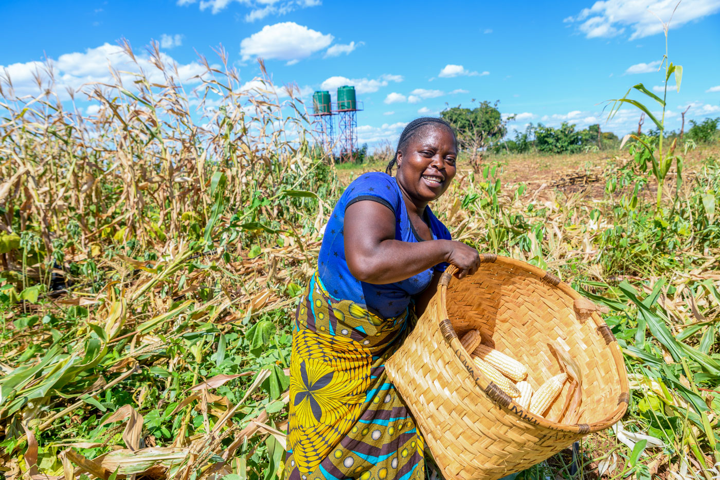 Agriculture video production in Zambia | Simavi