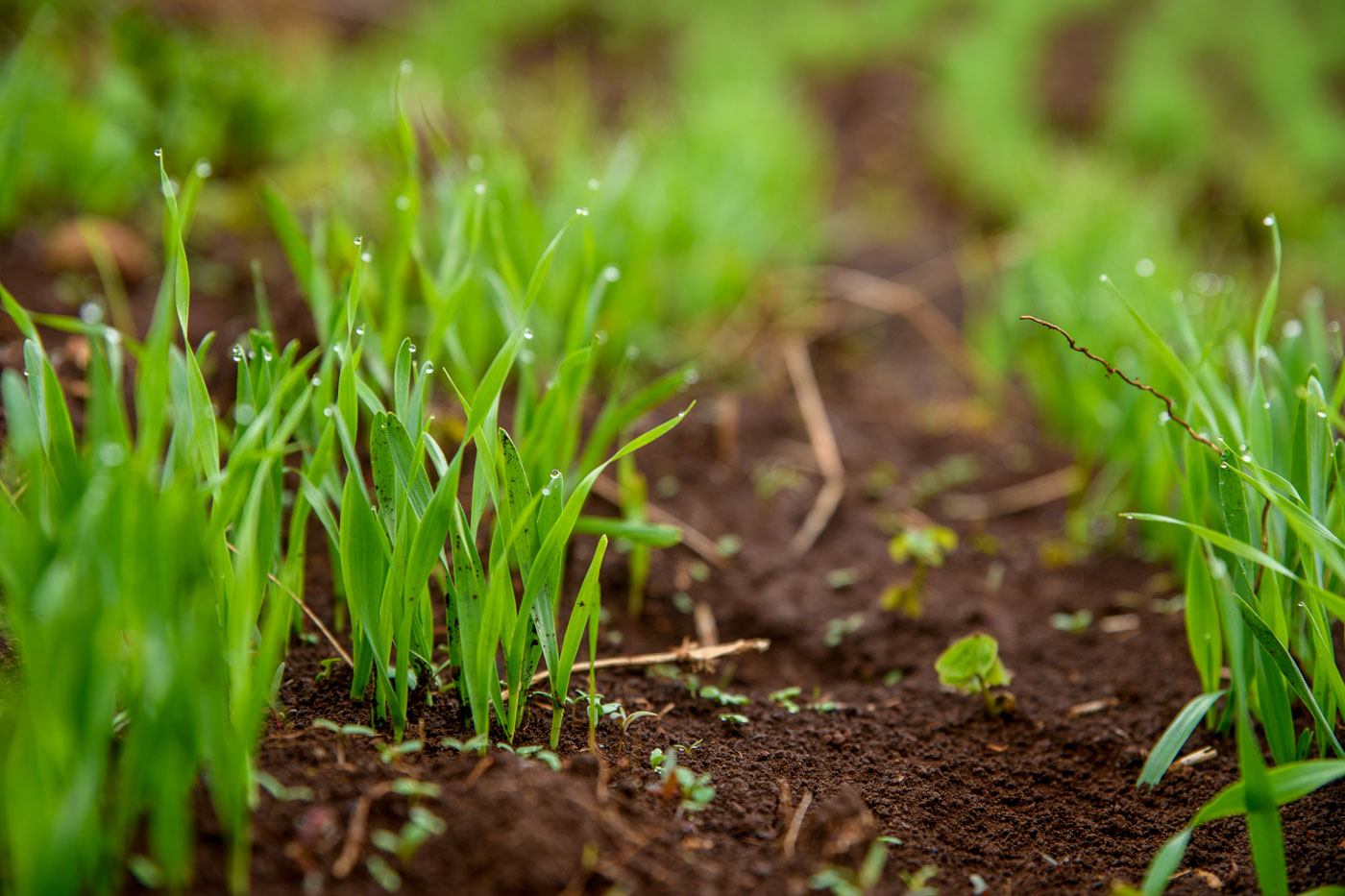 barley | Metropolitan Republic
