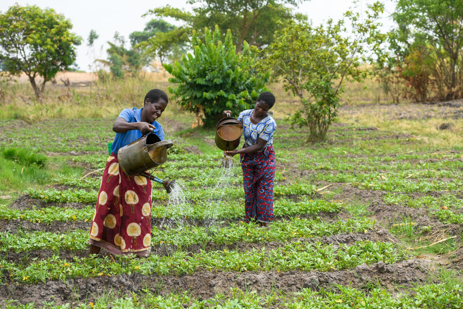 Workers at Perisha Agro Farm watering the vines. | Malawi